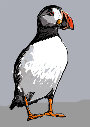 Digitally created Puffin